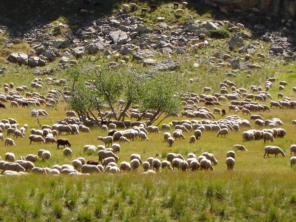 La Petite Etoile D'Hotes En Mercantour Saint-Dalmas-le-Selvage Eksteriør bilde